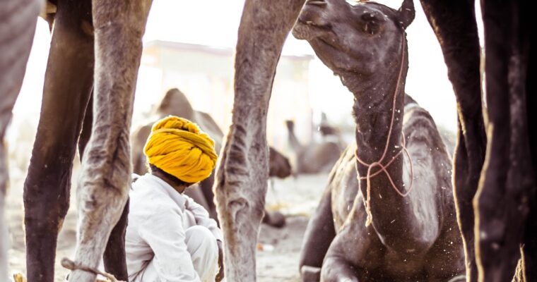 Crafts, Culture, Camels and the Charkha