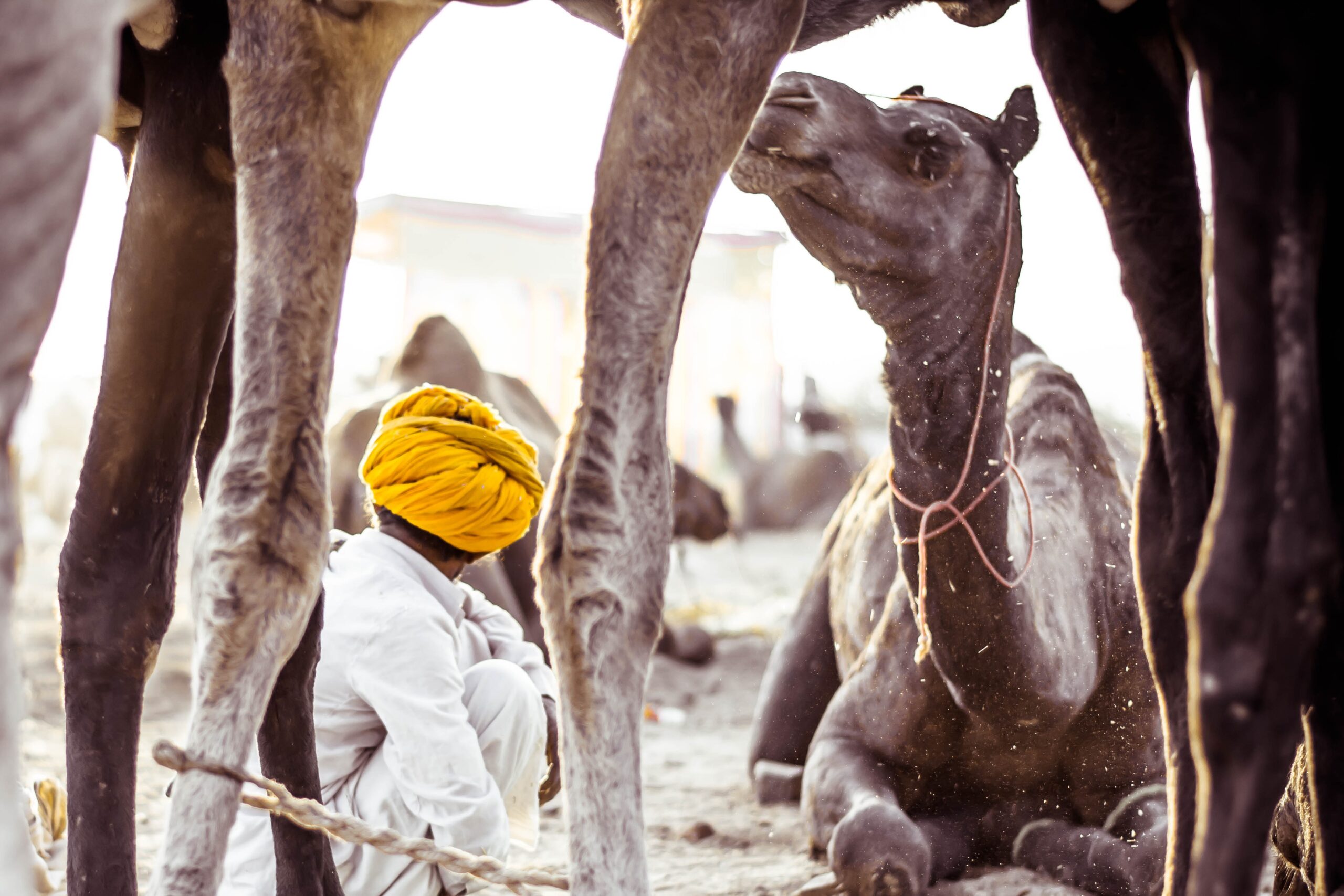 Crafts, Culture, Camels and the Charkha